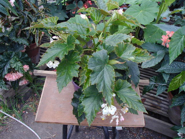 B. ‘Elda Regimbal’